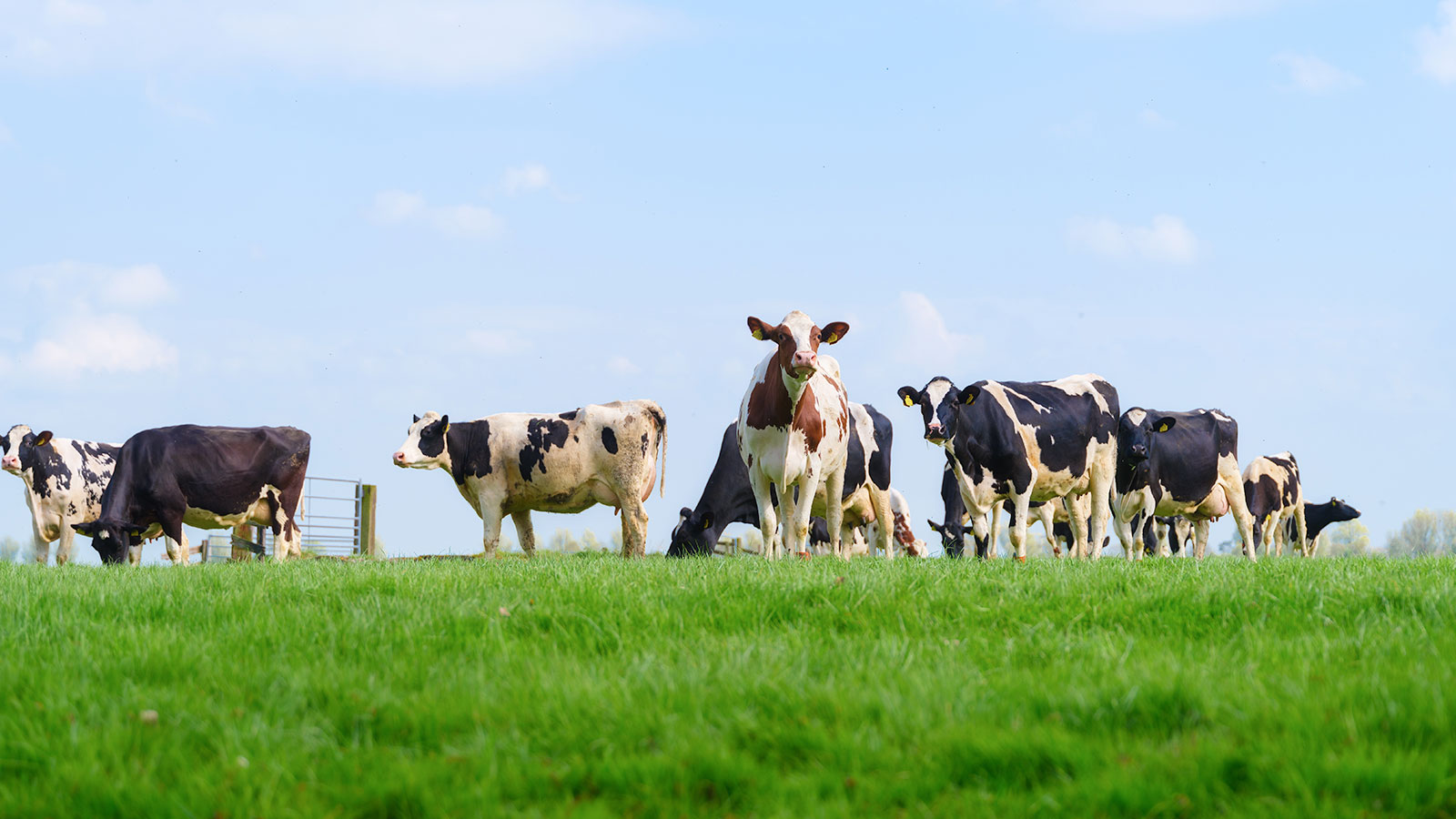 The Cost of Missed Charges in Bovine Practice